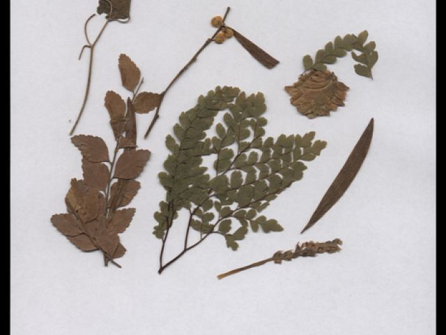Pressed flora by Sister Australian Army Nursing Service (AANS) Evelyn Davies during the First World War. Evelyn Davies sent postcards and ephemera to her family members between 11 June 1915 to 2 June 1919.
